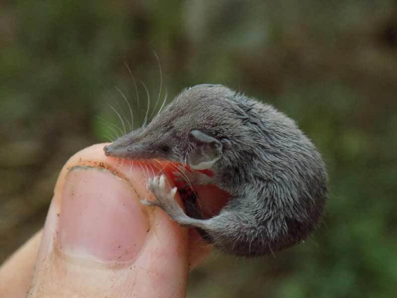 Карликовая многозубка - самое маленькое млекопитающее