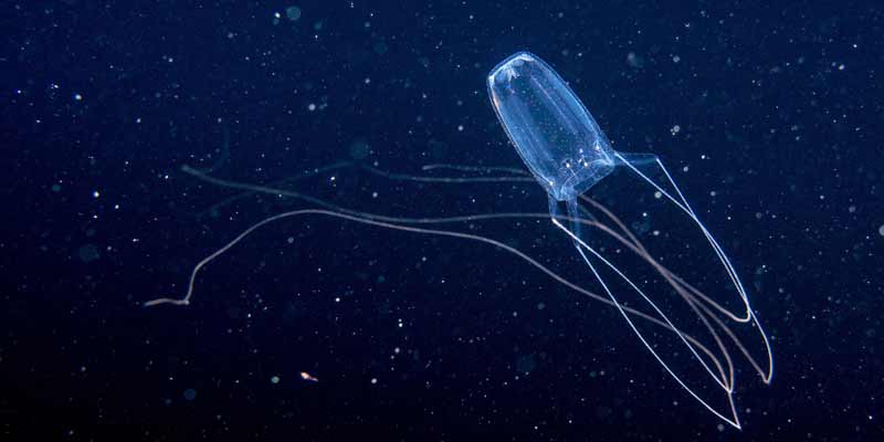 Медуза ируканджи - самая маленькая медуза