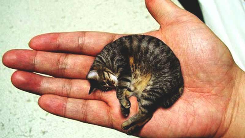 Мистер Пибблз - самый маленький кот в мире