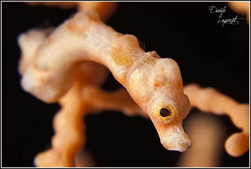 Морской конек Дениха (Hippocampus Denise) - самый маленький морской обитатель