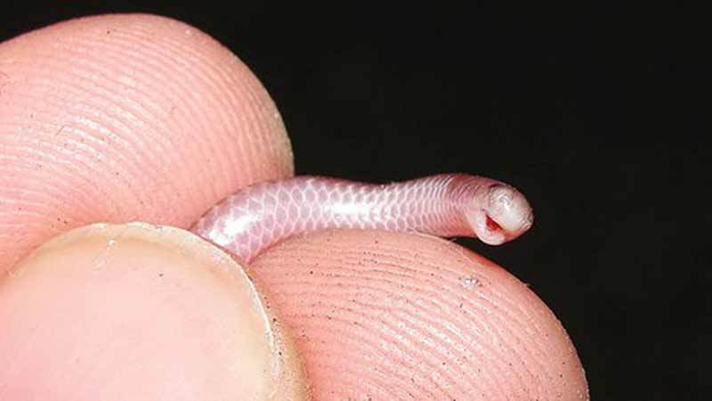 Змея узкоротая - самая маленькая змея