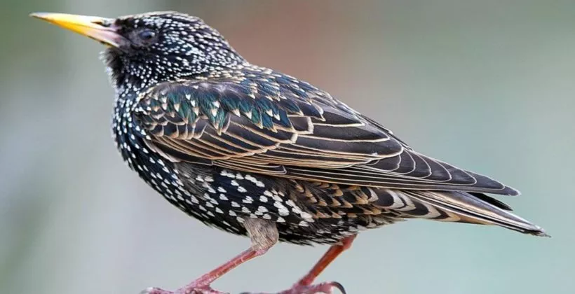 Скворец — птица певчая: звуки пения и фото скворцов в дикой природе