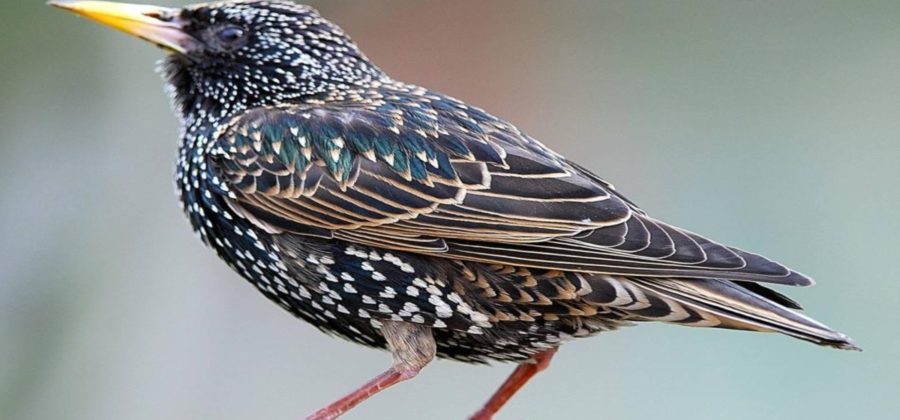 Скворец — птица певчая: звуки пения и фото скворцов в дикой природе