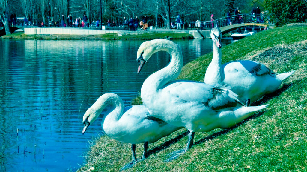 Лебеди в Гагаринском парке Симферополя