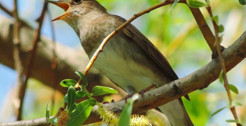 Соловей — птица счастья: соловьиные трели, звуки пения и фото соловьев в дикой природе