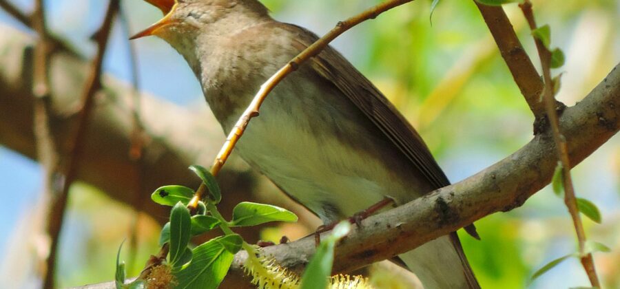 Соловей — птица счастья: соловьиные трели, звуки пения и фото соловьев в дикой природе