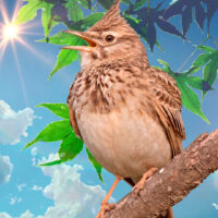 Жаворонок — птица певчая. Звуки пения и фото жаворонка в дикой природе
