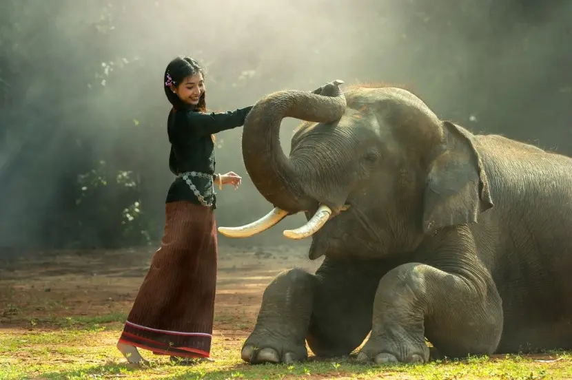 Священное животное Таиланда