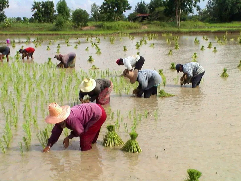 Таиланд - родина риса