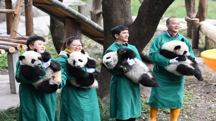 Панды в Китае