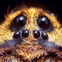 12 глаз паука: эволюционная загадка или необходимость?