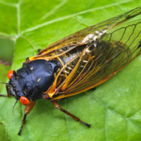 Какое насекомое живет дольше всех?
