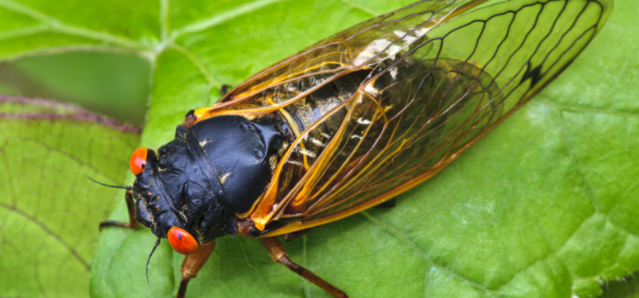Какое насекомое живет дольше всех?